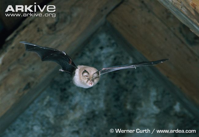 Bats about Ffynnon Beuno!!