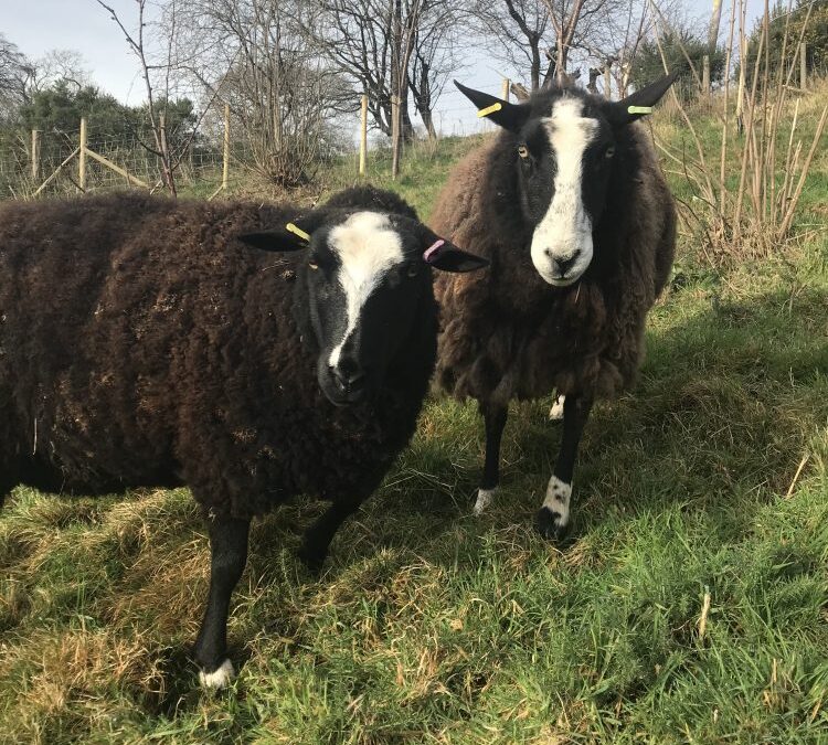Dairy Sheep